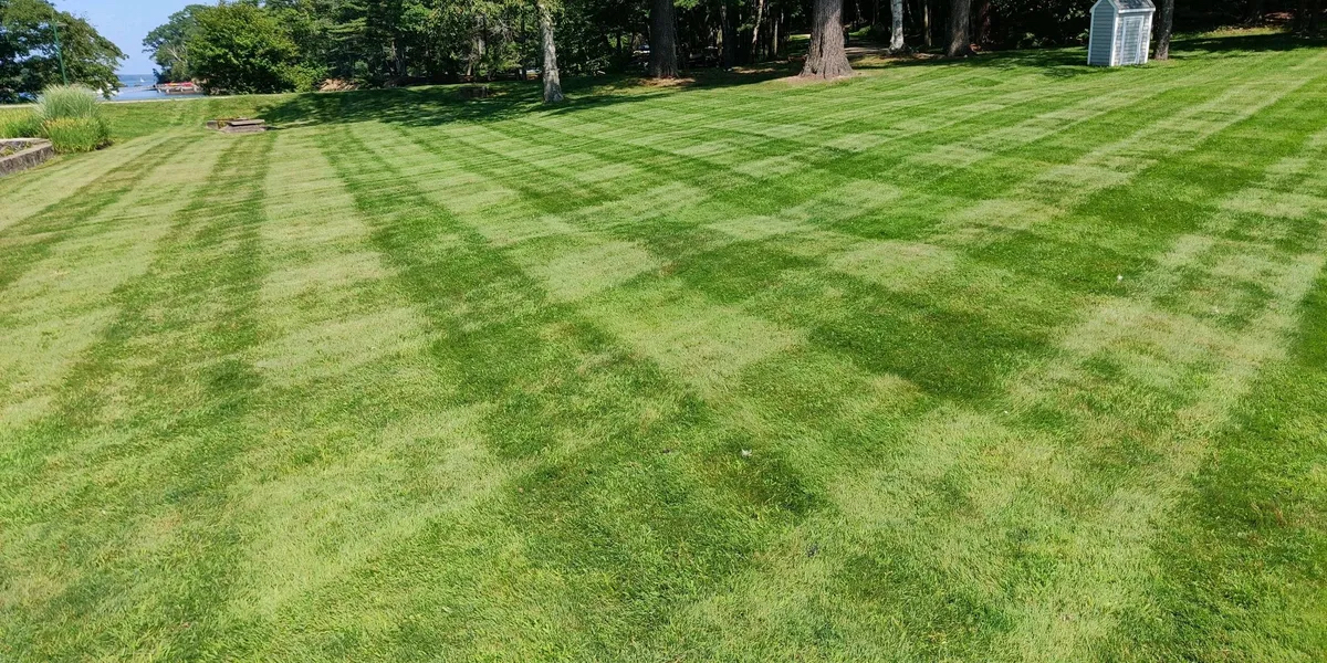 Overgrown lawn reset — after
