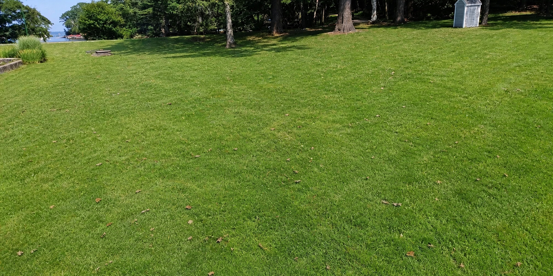 Overgrown lawn reset — before